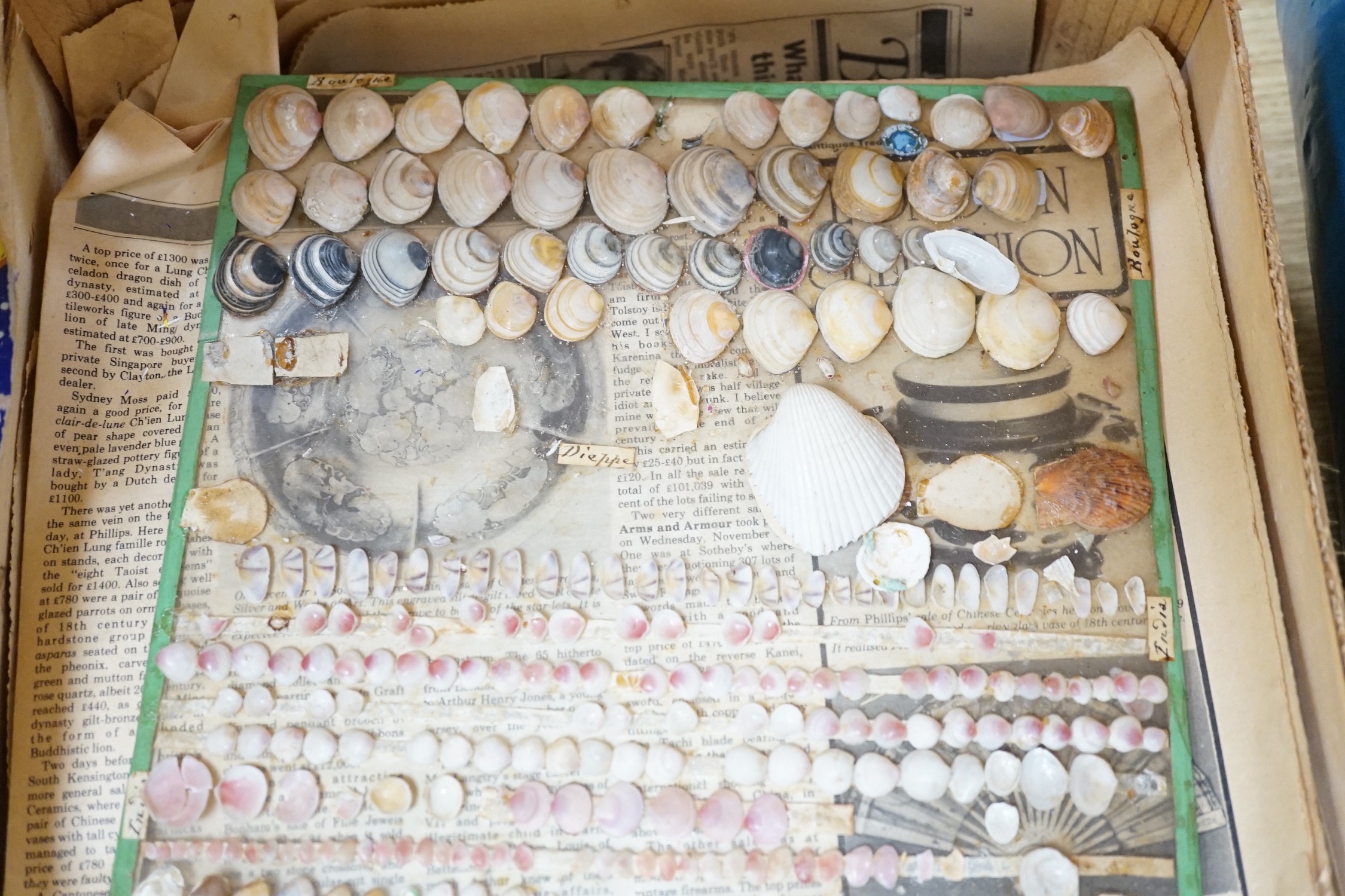 Collection of sea shells mounted on glass panels